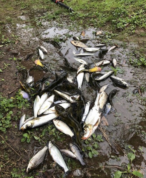 多鳞白甲鱼是什么鱼