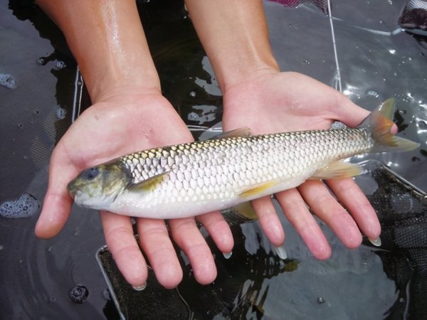 多鳞白甲鱼是什么鱼