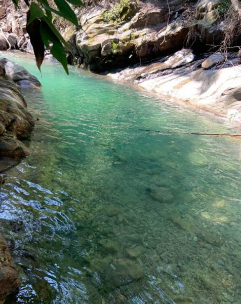 多鳞白甲鱼是什么鱼