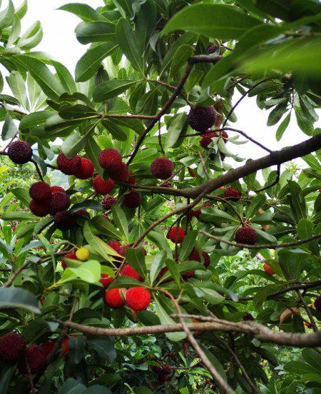 杨梅怎么清洗才能洗得干净