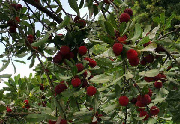 杨梅怎么清洗才能洗得干净