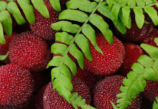 杨梅怎么清洗才能洗得干净