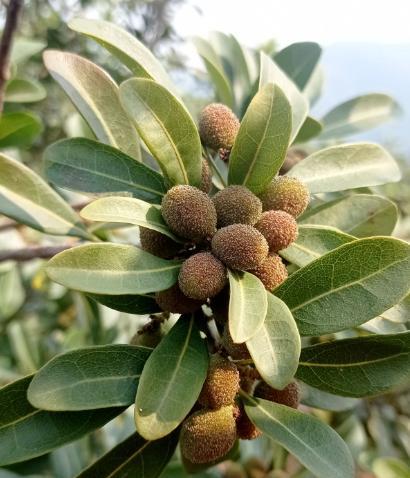 杨梅怎么清洗才能洗得干净