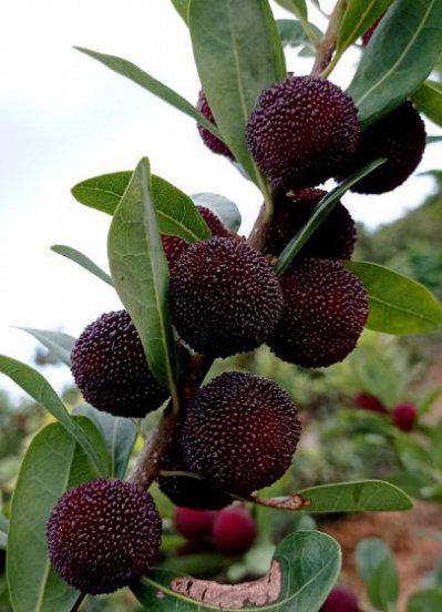 杨梅怎么清洗才能洗得干净