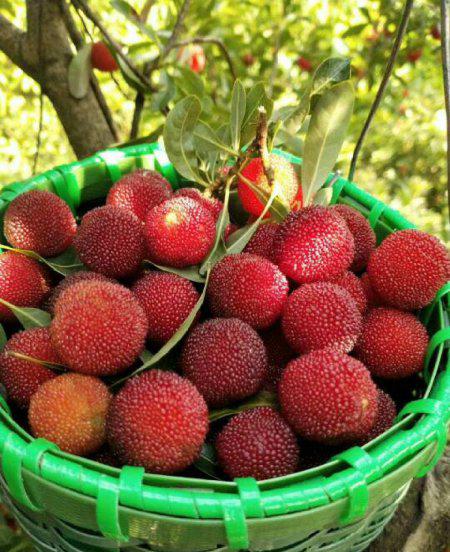 杨梅怎么清洗才能洗得干净