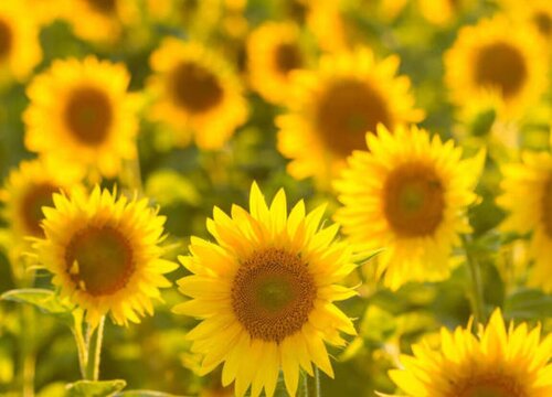 向日葵是什么花序类型