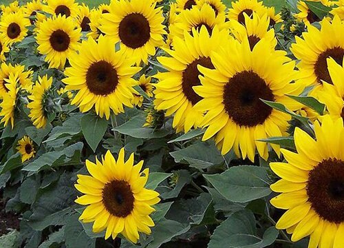 向日葵是什么花序类型