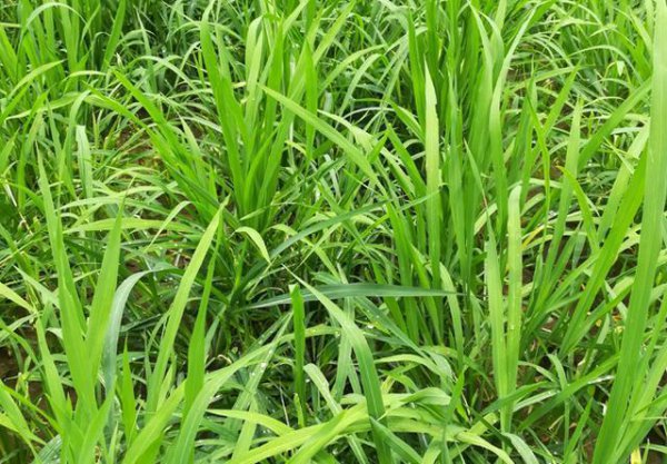 防治牛筋草的特效药