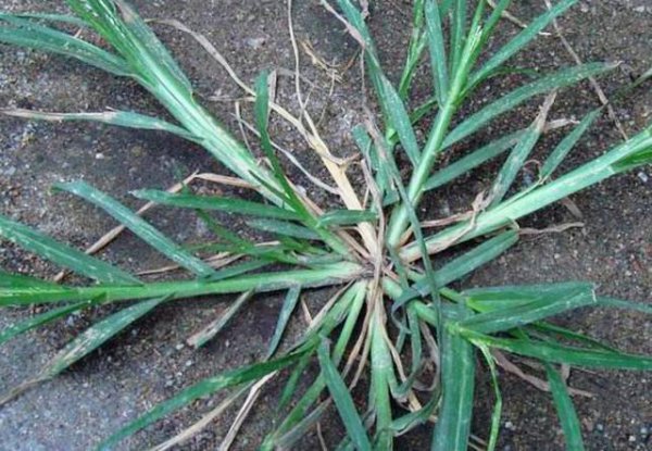 防治牛筋草的特效药