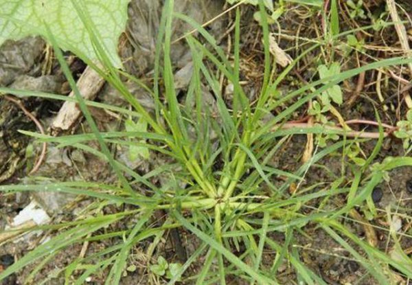 防治牛筋草的特效药
