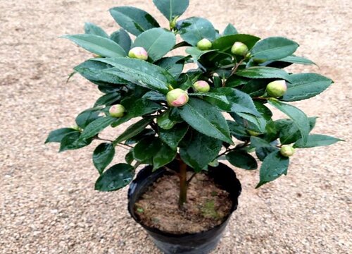 刚换盆的茶花可以施肥吗