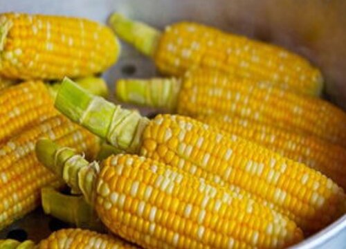 黑玉米和黄玉米的营养价值一样吗