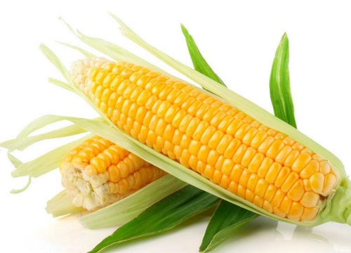 黑玉米和黄玉米的营养价值一样吗