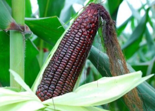 黑玉米和黄玉米的营养价值一样吗