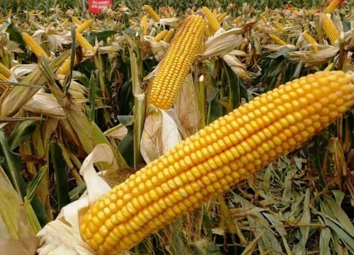 黑玉米和黄玉米的营养价值一样吗