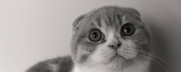 加菲猫与比熊能一起养吗