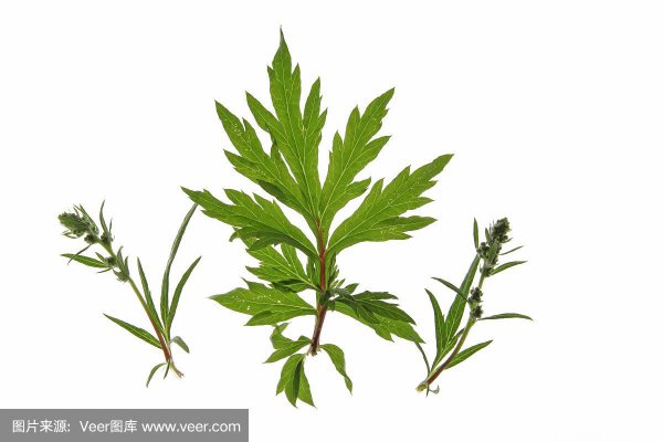 艾蒿和艾草的区别图片