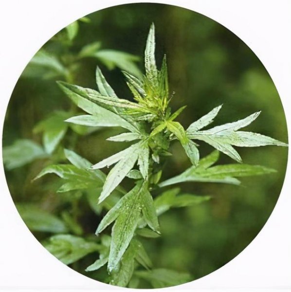 艾蒿和艾草的区别图片