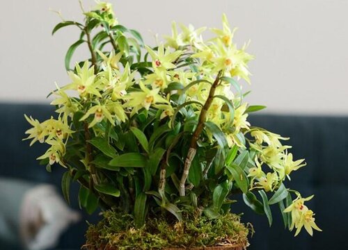 黄石斛的功效与作用及食用方法