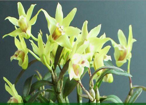 黄石斛的功效与作用及食用方法