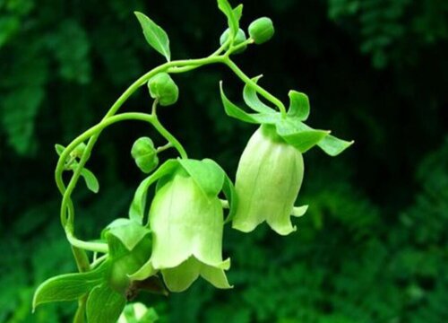 党参种植时间和方法