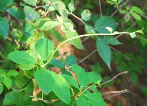 党参种植时间和方法