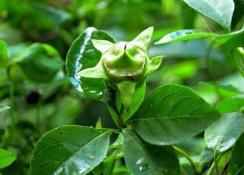 党参种植时间和方法