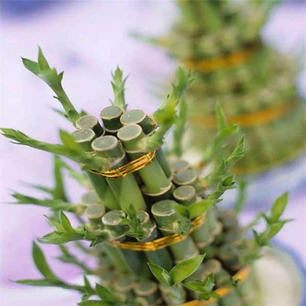 富贵竹养3根最招财