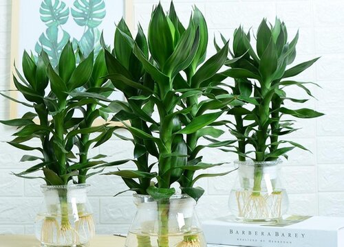 富贵竹养3根最招财