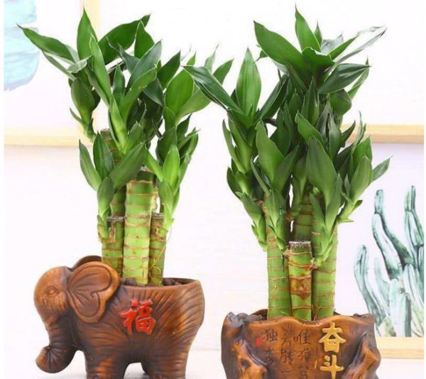 富贵竹养3根最招财