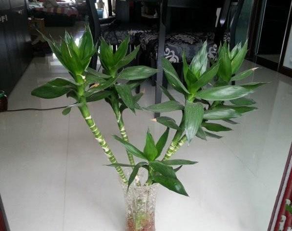 富贵竹养3根最招财