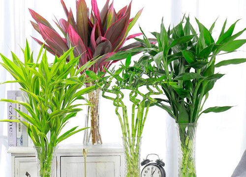 富贵竹养3根最招财