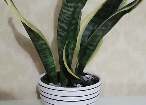 虎皮兰应该如何分株上盆