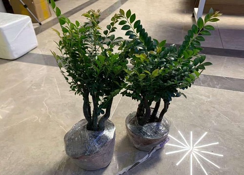 平安树多少钱一盆