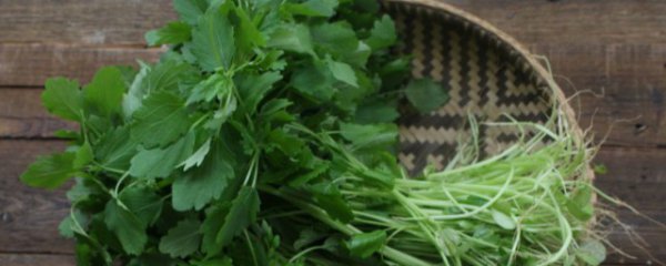 新鲜益母草食用方法