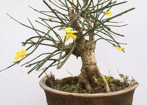 迎春花什么时候换盆最好