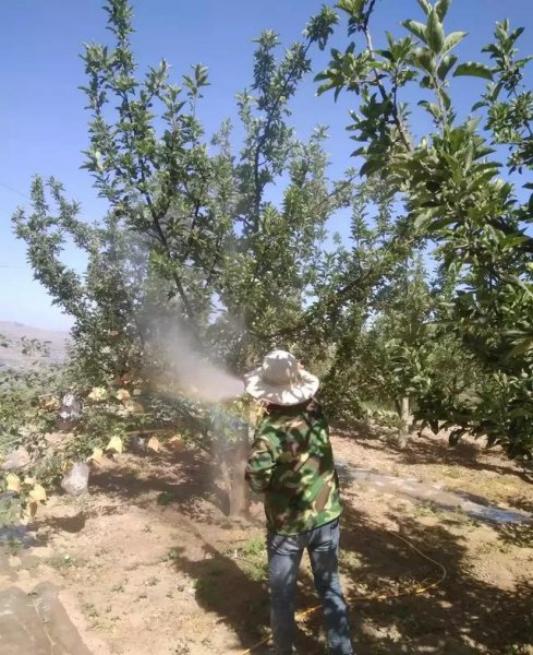 苹果树寿命一般多长时间