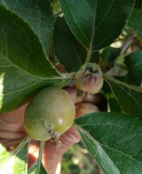 苹果树寿命一般多长时间