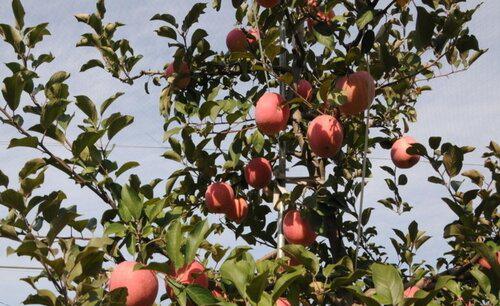 苹果树寿命一般多长时间