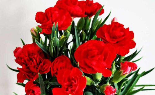 代表生日的花有哪些