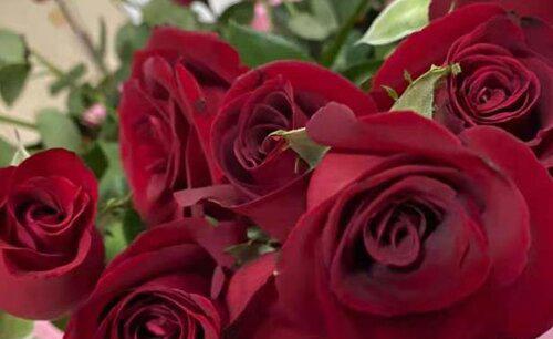 代表生日的花有哪些