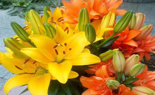 代表生日的花有哪些