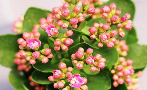 代表生日的花有哪些