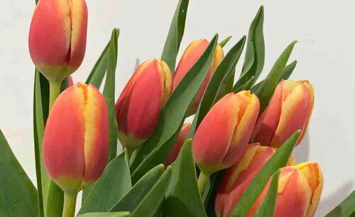 代表生日的花有哪些