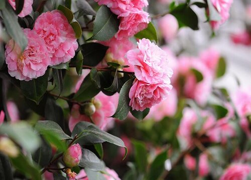 茶花孕蕾期养护诀窍