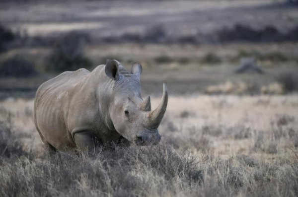 全球仅剩一只的动物
