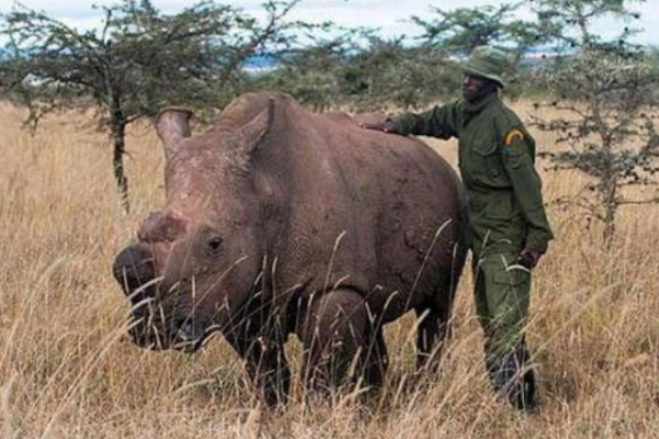 全球仅剩一只的动物