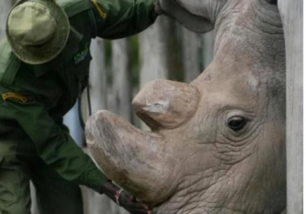 全球仅剩一只的动物