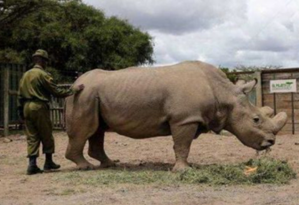 全球仅剩一只的动物