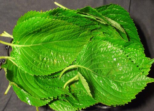 苏子叶是什么树的叶子